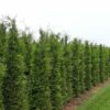 Baumschule Feld mit Lebensbaum Thuja Plicata Martin