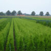 Baumschulenfeld mit Lebensbaeumen Thuja Brabant