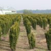 Baumschulzucht gelbe Säuleneibe Taxus Baccata Fastigiata David Heckenpflanzen