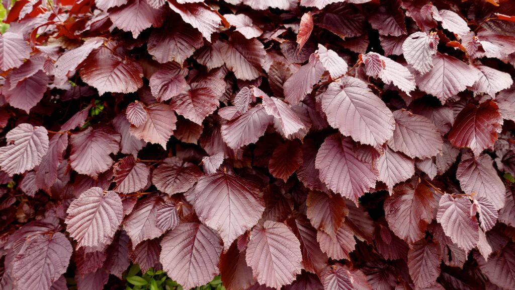 Blutbuche Fagus Sylvatica Atropunicea Detailaufnahme der Blätter