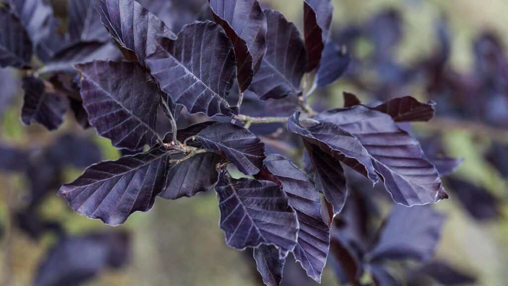 Blutbuche Fagus Sylvatica Atropunicea Detailaufnahme der Blätter