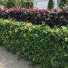 Buchenhecke Rotbuche Fagus Sylvatica Hecke