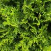 Detail Lebensbaum Thuja Occidentalis Brabant Hecke