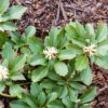 Dickanthere Ysander Pachysandra Terminalis Green Carpet Detailaufnahme