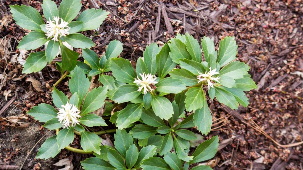 Dickanthere Ysander Pachysandra Terminalis Green Carpet Detailaufnahme