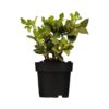 Dickanthere Ysander Pachysandra terminalis green carpet Produktbild