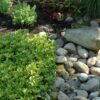 Dickanthere Ysander Pachysandra Terminalis Green Carpet Referenz