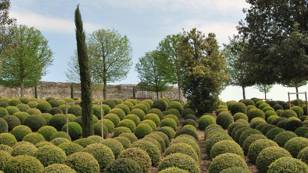 Eibe Taxus Baccata Kugel auf dem Feld