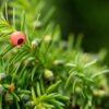 Eibe Taxus Media Hicksii Detailaufnahme