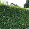 Eiben Taxus Bechereibe Hillii als Sichtschutzhecke
