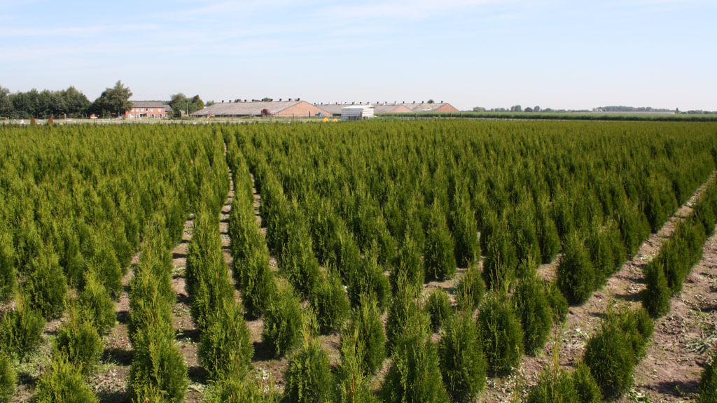 Feld mit Heckenpflanzen Lebensbaum Thuja Occidentalis Smaragd