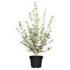 Frühlingsduftblüte Osmanthus Burkwoodii Produktbild