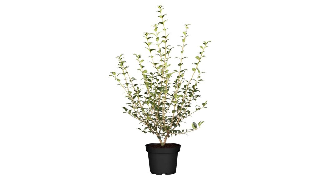 Frühlingsduftblüte Osmanthus Burkwoodii Produktbild