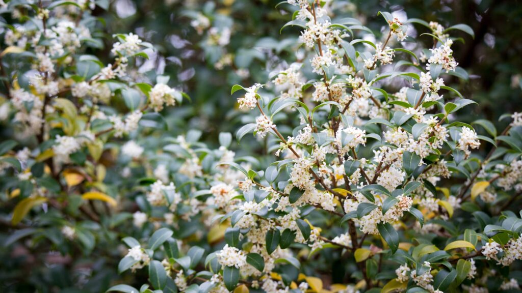 Frühlingsduftblüte Osmanthus Burkwoodii Blütenstrauch