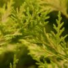 Gelbe Bastardzypresse Cupressocyparis Leylandii Gold Rider Detailaufnahme