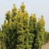 Gelbe Säuleneibe Taxus Baccata Fastigiata David Heckenpflanzen