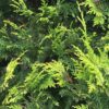Gelbe Säulenzypresse chamaecyparis lawsoniana Ivonne Detailaufnahme