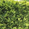 Gelbe Säulenzypresse Chamaecyparis Lawsoniana Ivonne