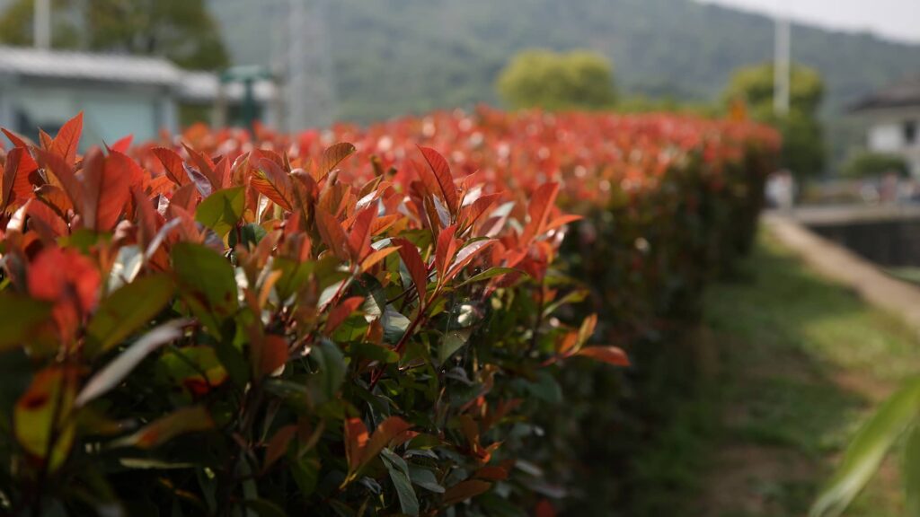 Glanzmispel Photinia Red Robin als Hecke