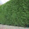 Grüne Bastardzypresse Leylandii 2001 als Hecke