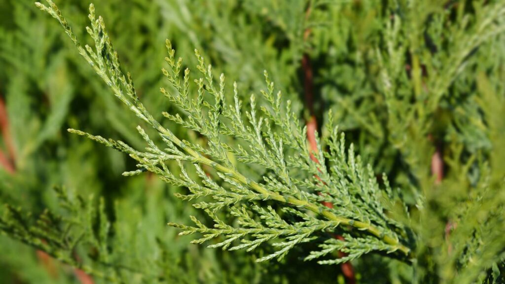 Grüne Bastardzypresse Leylandii 2001 Detailaufnahme