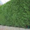 Grüne Bastardzypresse Cupressocyparis Leylandii