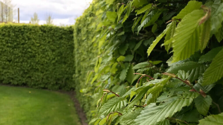Hainbuche Carpinus Betulus kaufen heckenpflanzenschweiz.ch