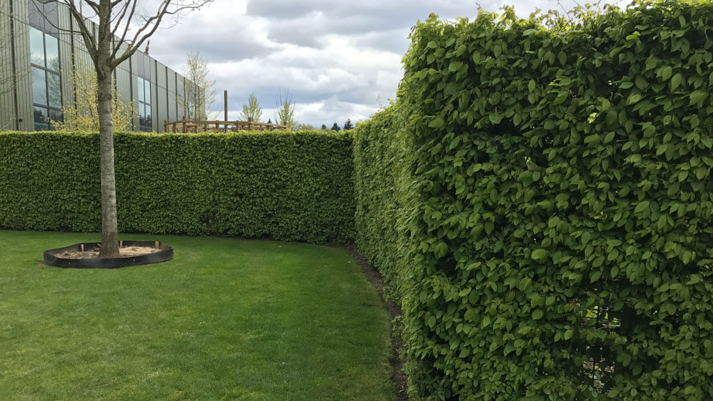 Eine lange Hainbuchen-Hecke pflanzen: So geht's