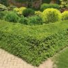 Heimische Eibe Taxus Baccata Hecke niedrig