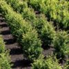 Ilex Caroline Upright Feld