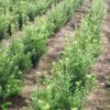 Ilex Caroline Upright Feld