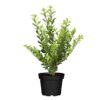 Ilex Crenata Caroline Upgright P9