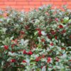 Ilex Heckenfee Anwendung