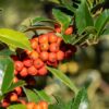 Ilex Heckenfee Macro