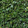 Ilex Heckenstar Anwendung