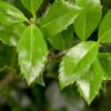 Ilex Heckenstar Macro