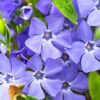 Immergrün Vinca Minor Bodendecker Detailaufnahme
