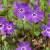 Immergrün Vinca Minor Detailaufnahme