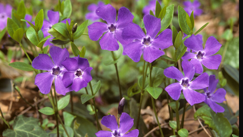 Immergrün Vinca Minor Detailaufnahme