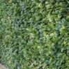 Kirschlorbeer Etna Prunus laur. Etna Hecke