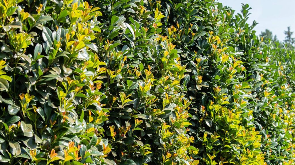 Kirschlorbeer Etna Prunus Laurocerasus auf dem Feld