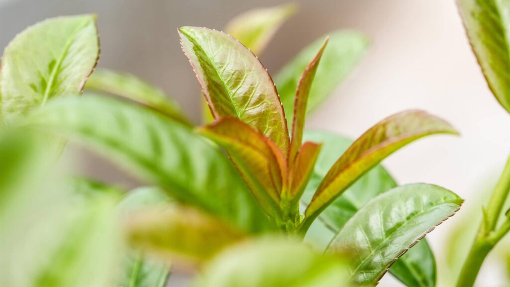 Kirschlorbeer Etna Prunus Laurocerasus Detailaufnahme