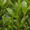 Kirschlorbeer Herbergii Prunus Laucrocerasuss Herbergii Detailaufnahme