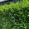 Kirschlorbeer Prunus laur. Novita Hecke