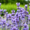 Lavendel Dwarf BlueLavendula Angustifolia Dwarf Blue Detailaufnahme