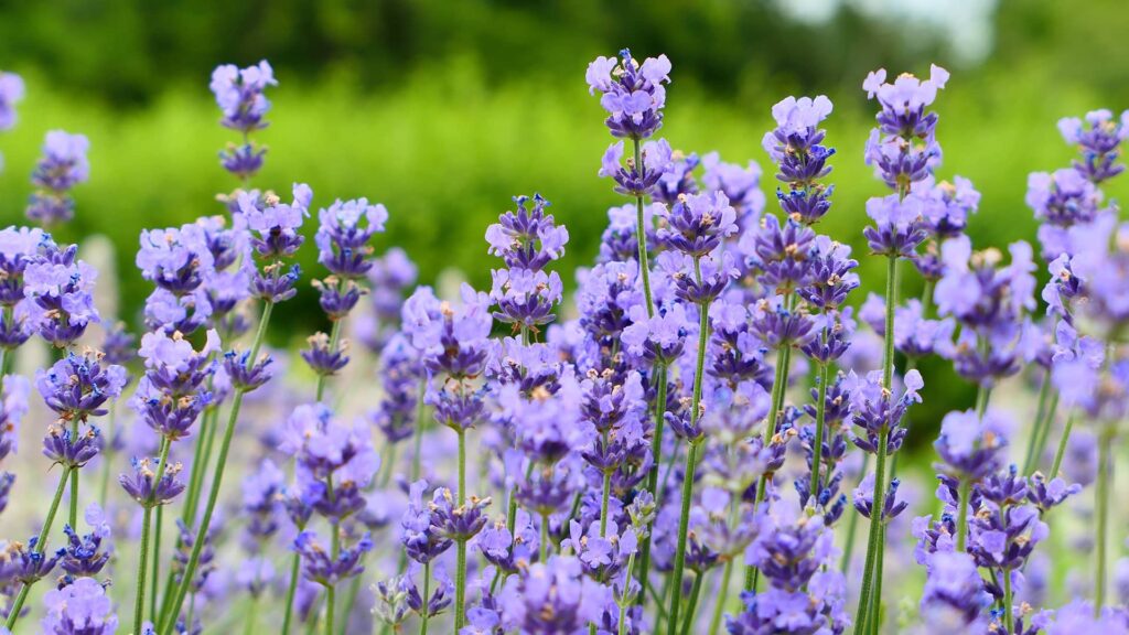 Lavendel Dwarf BlueLavendula Angustifolia Dwarf Blue Detailaufnahme