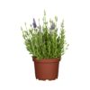 Lavendel Dwarf Blue Produktbild