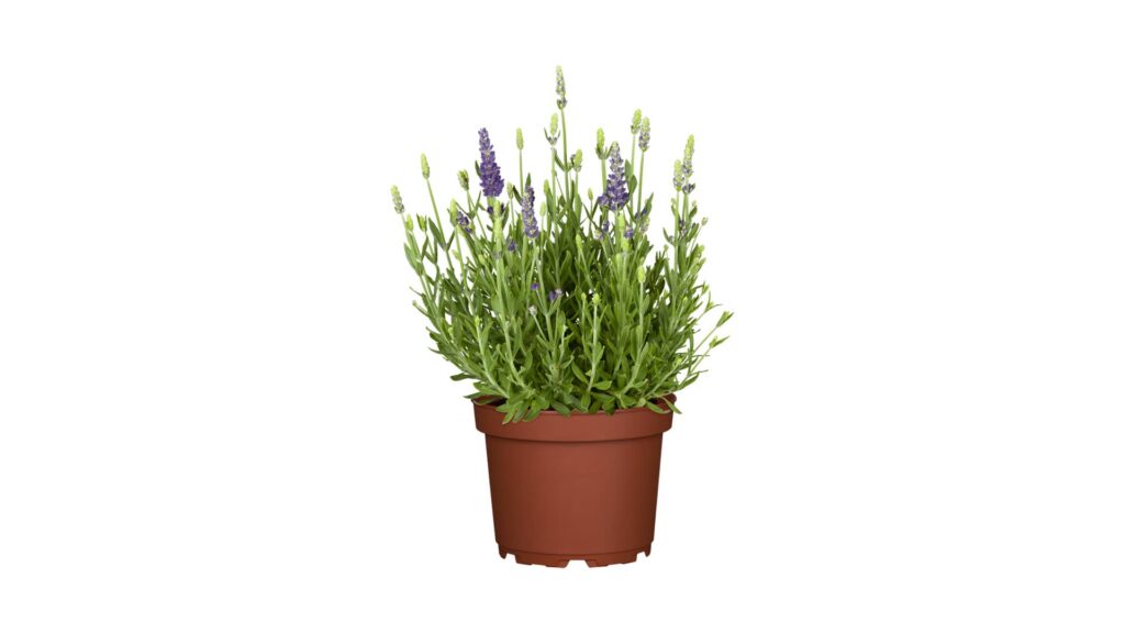 Lavendel Dwarf Blue Produktbild