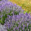 Lavendel Dwarf Blue Lavendula Angustifolia Dwarf Blue Stauden seitlich