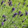 Lavendel Hidcote Lavandula-angustifolia Hidcote Detailaufnahme